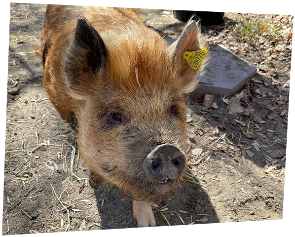 pig